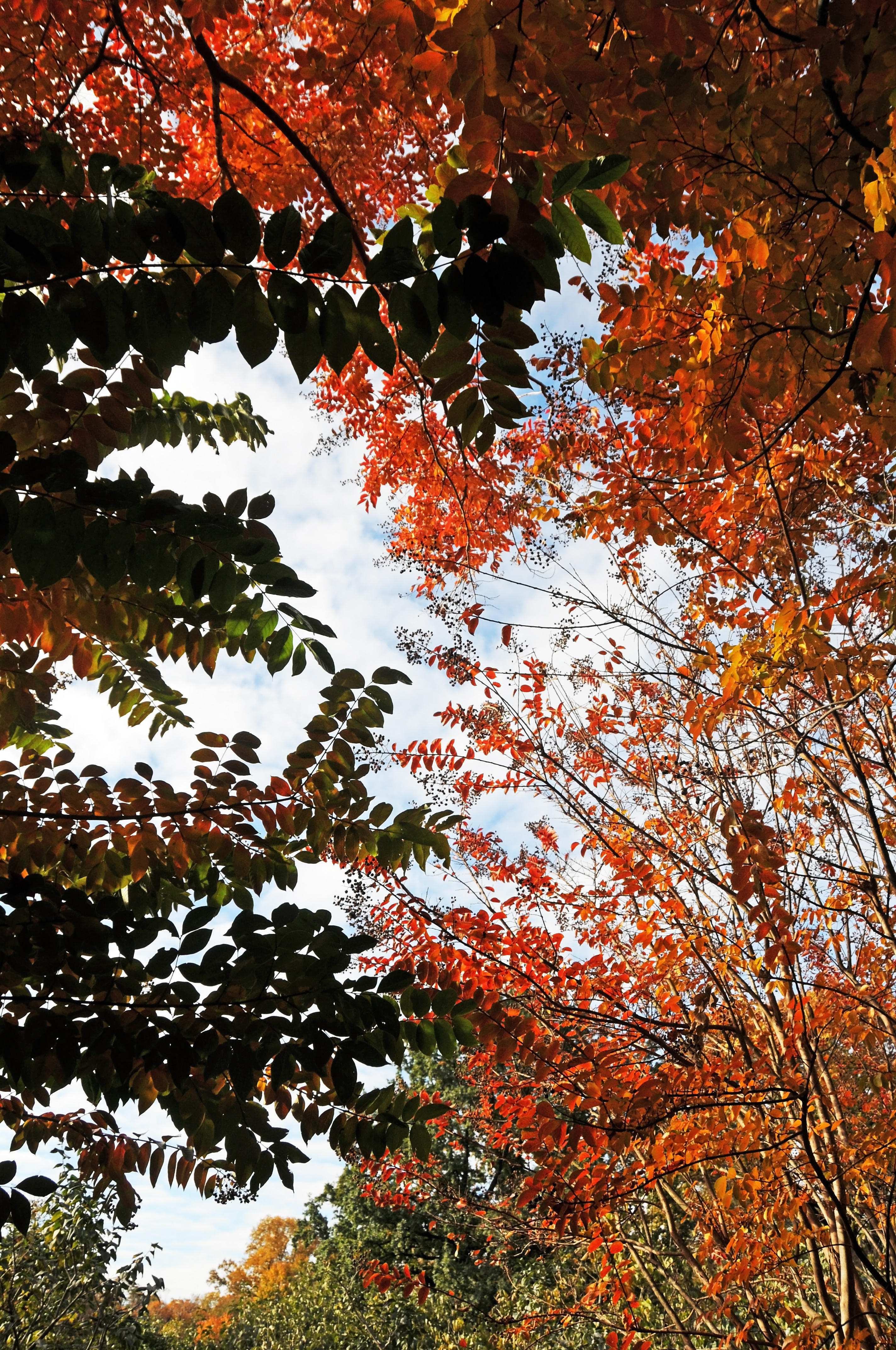 Lagerstroemia Fall Foliage