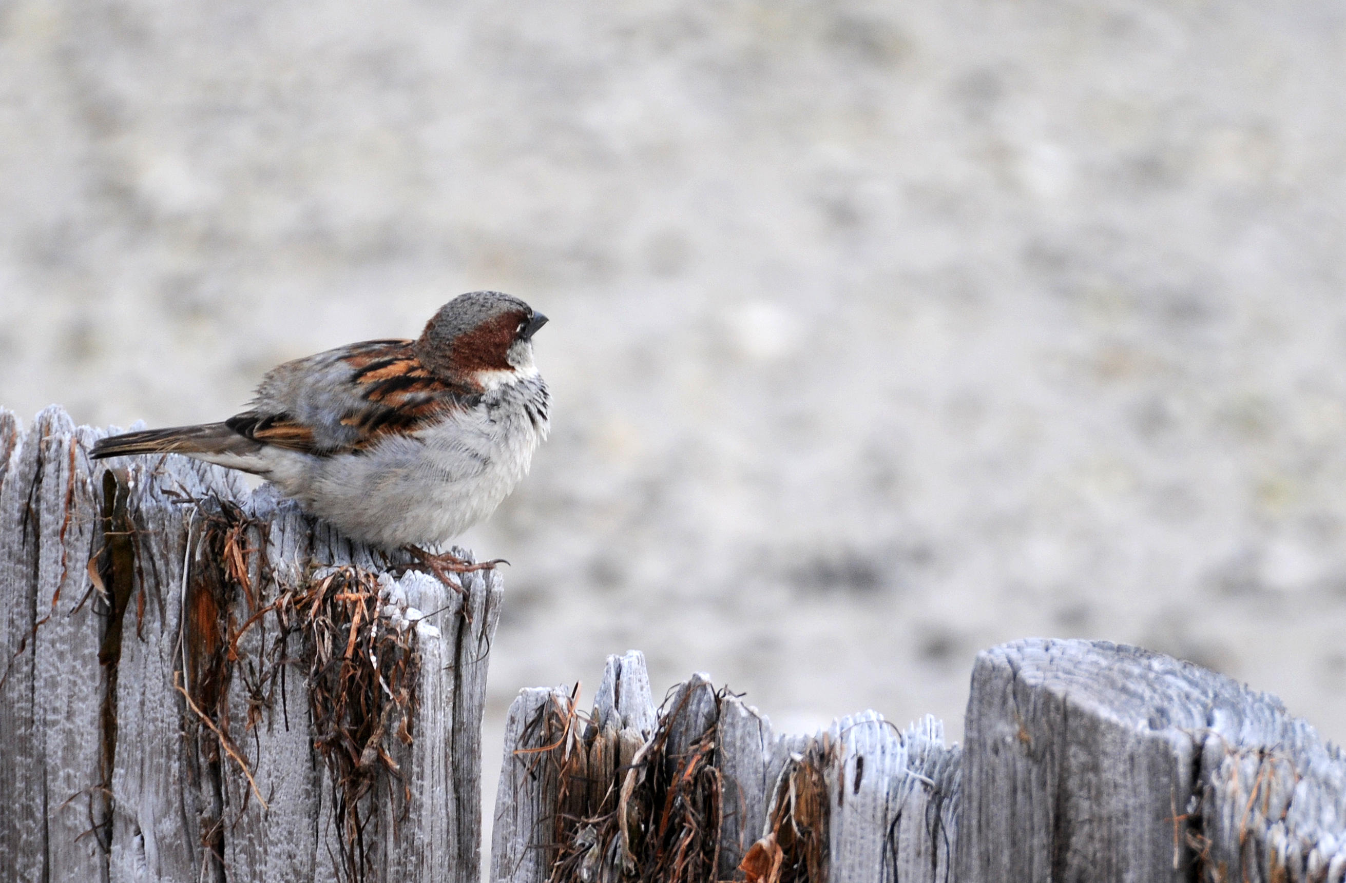 DSC_8194.JPG