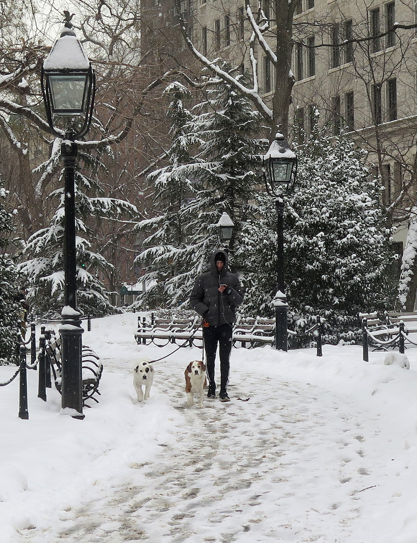 Fresh Snowfall - Out Walking the Dogs
