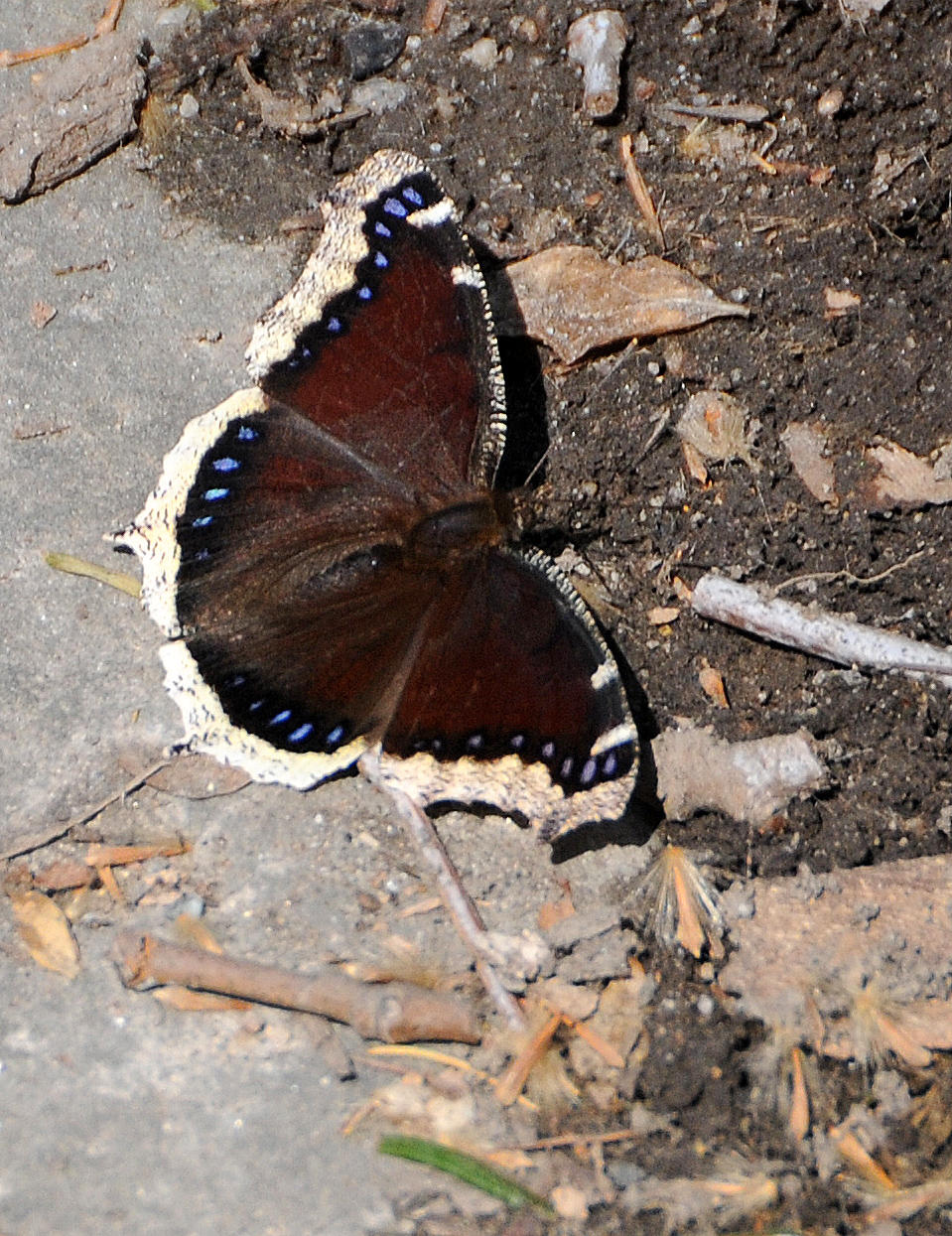 Unusual Early Sighting of a Mourning Cloak Butterfly