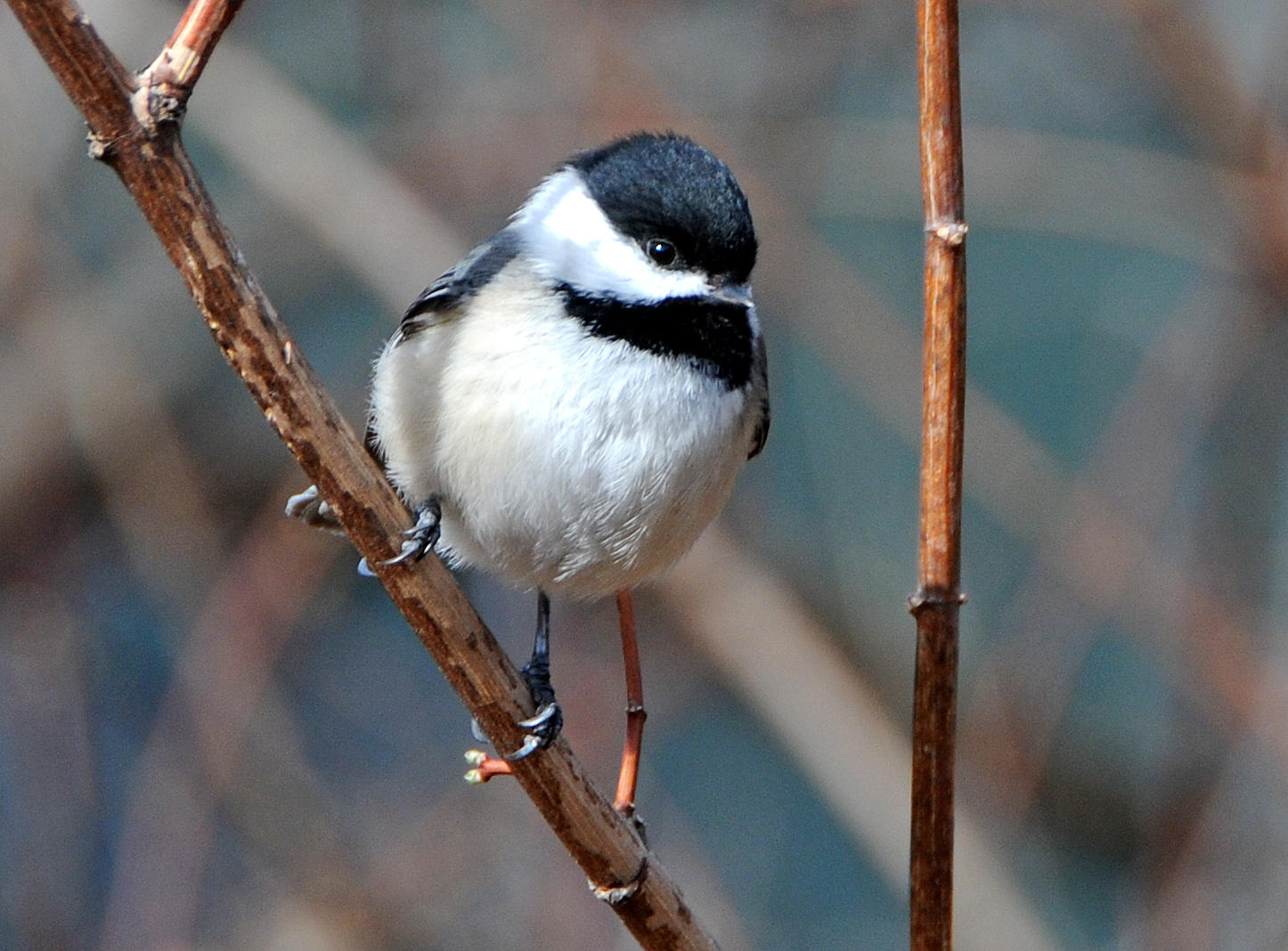 Blackcapped or Mexican Chickadee? 