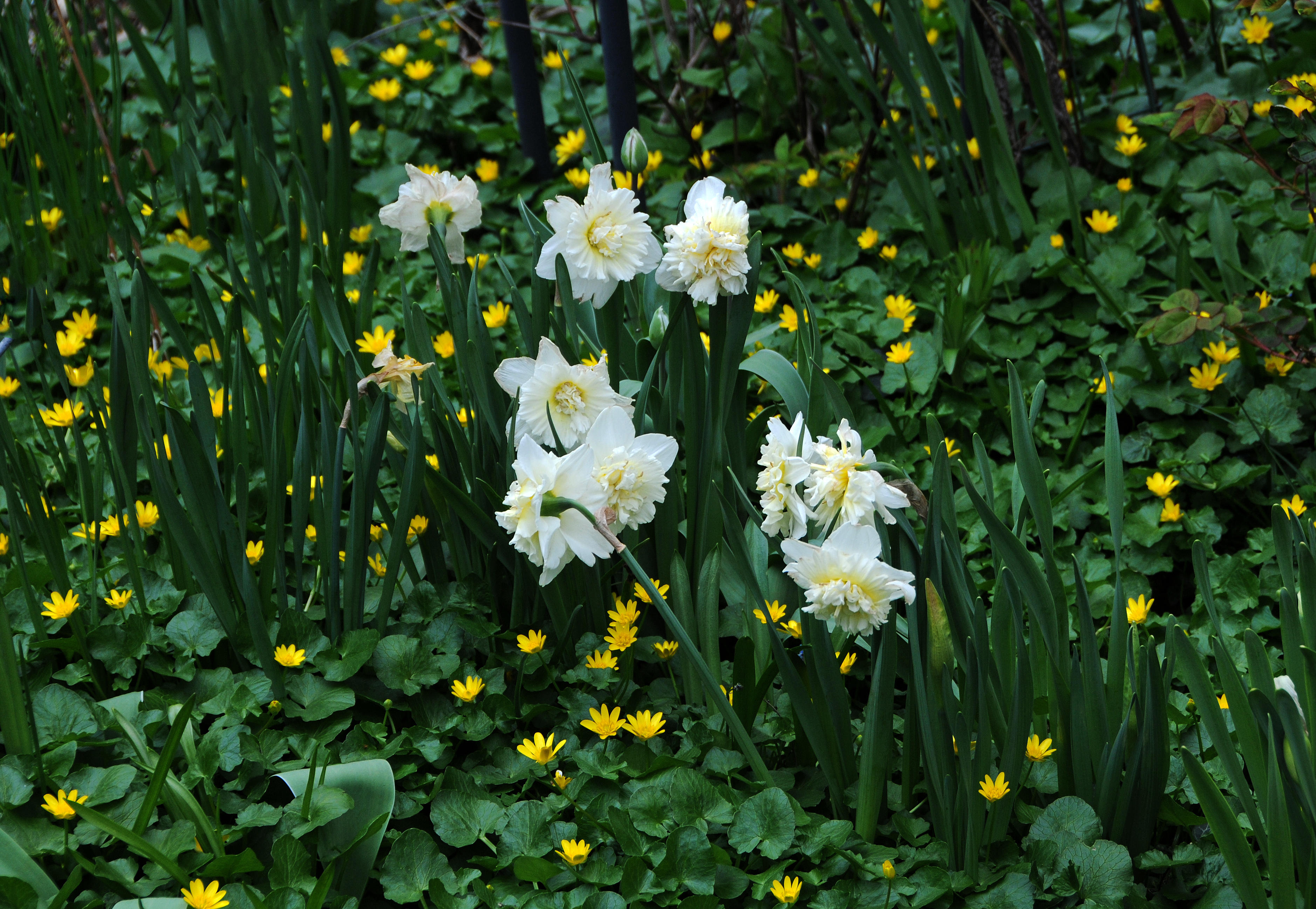 Marsh Marigolds & Daffadils