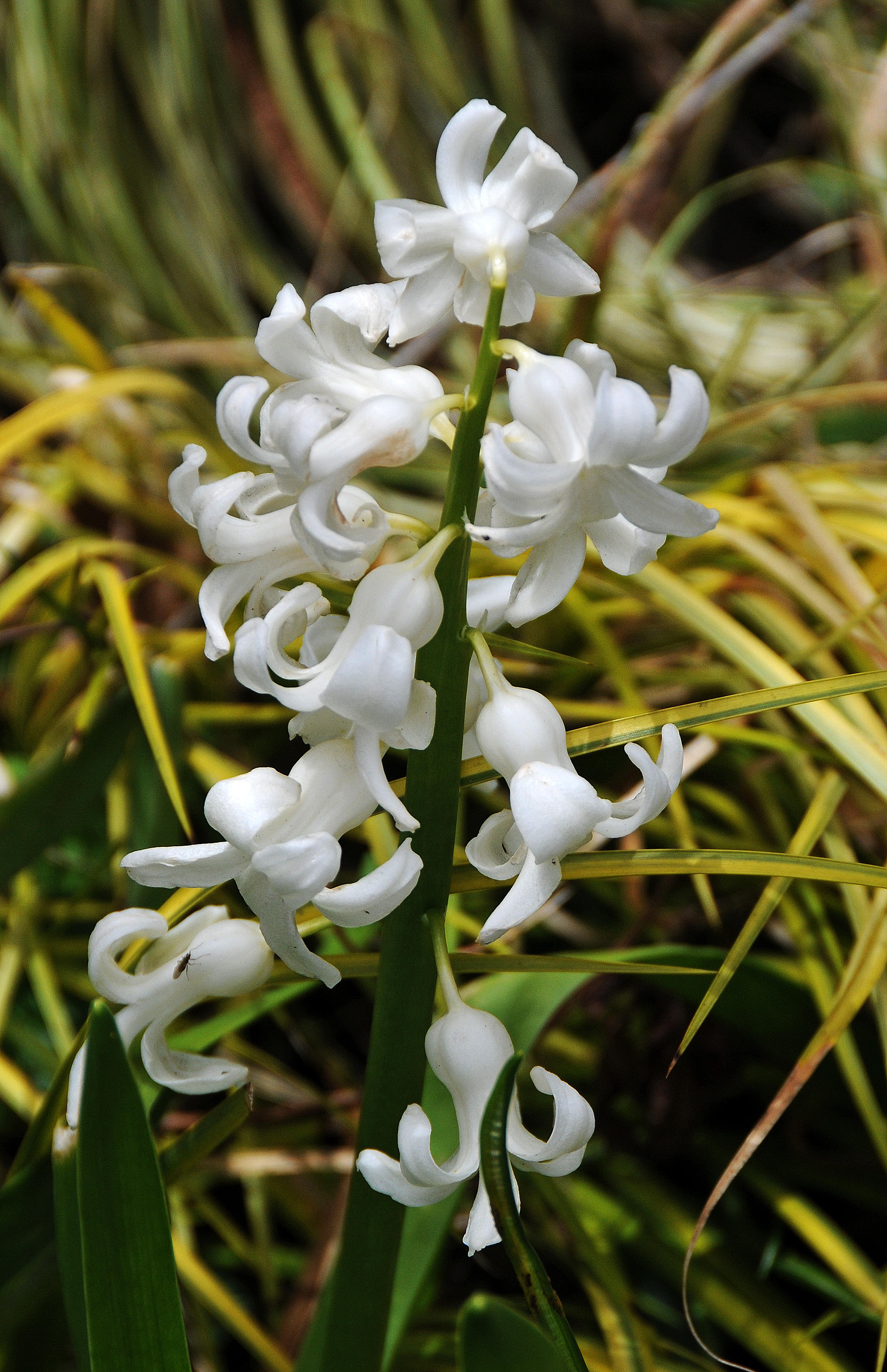 White Hyacinth