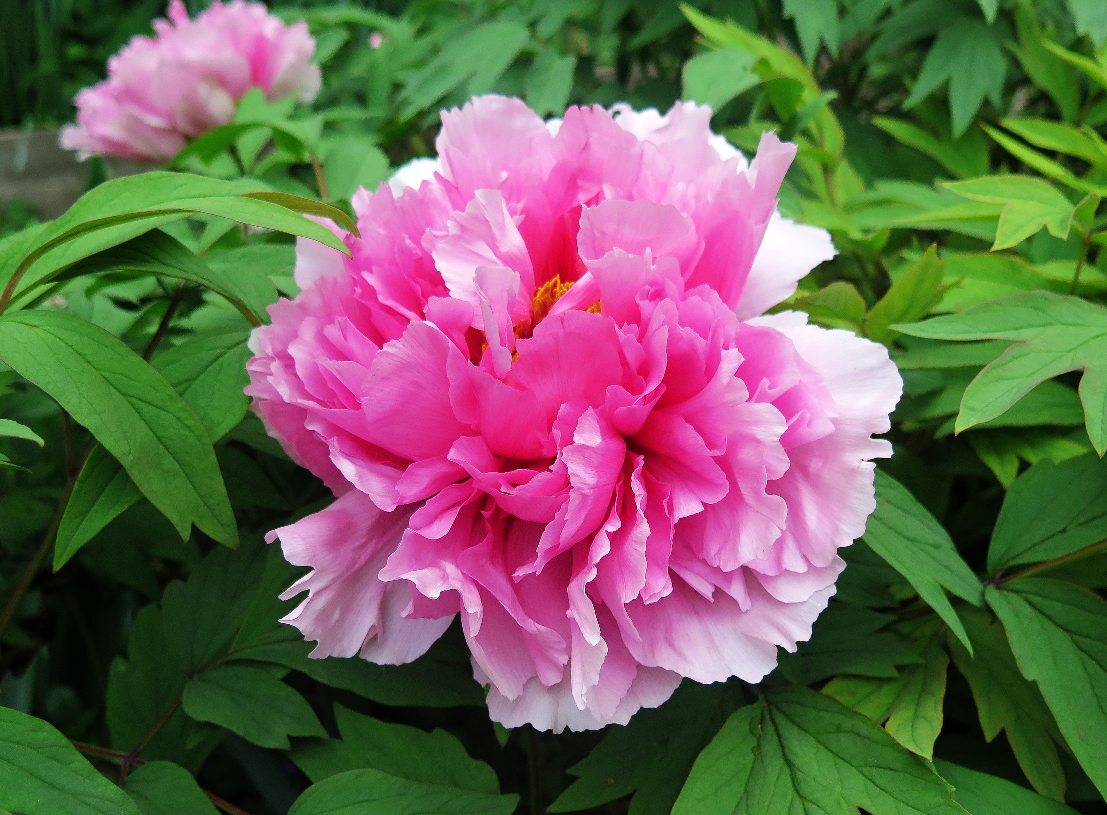 Pink Tree Peony in Bloom 