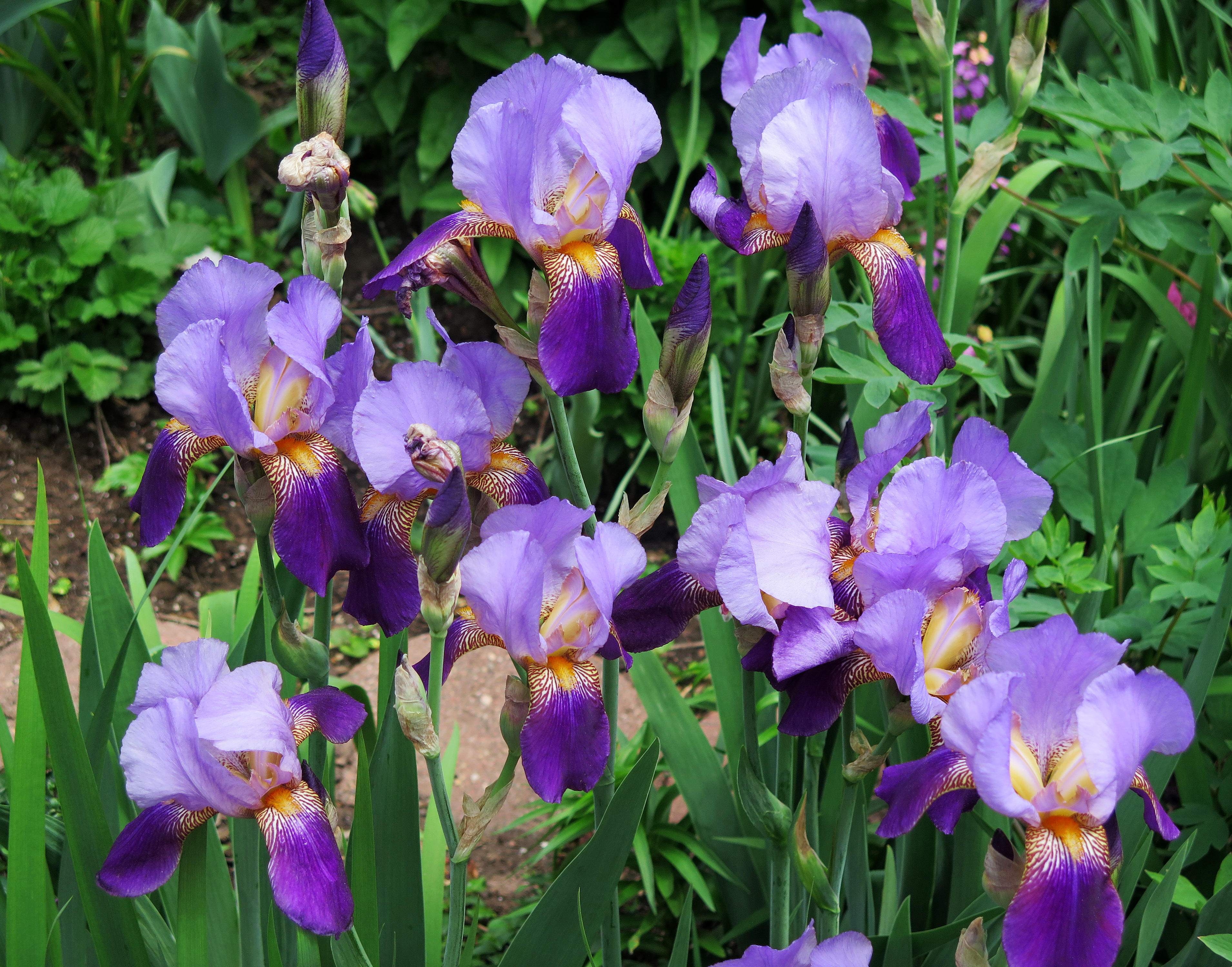 Iris Are Blooming