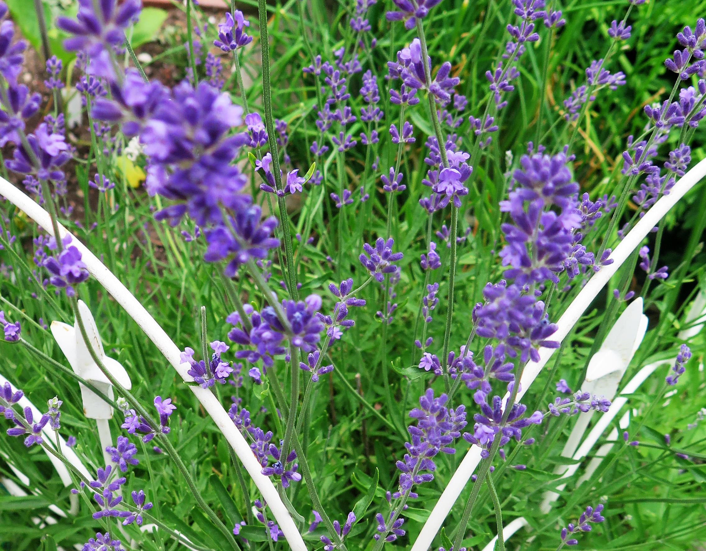 Lavender