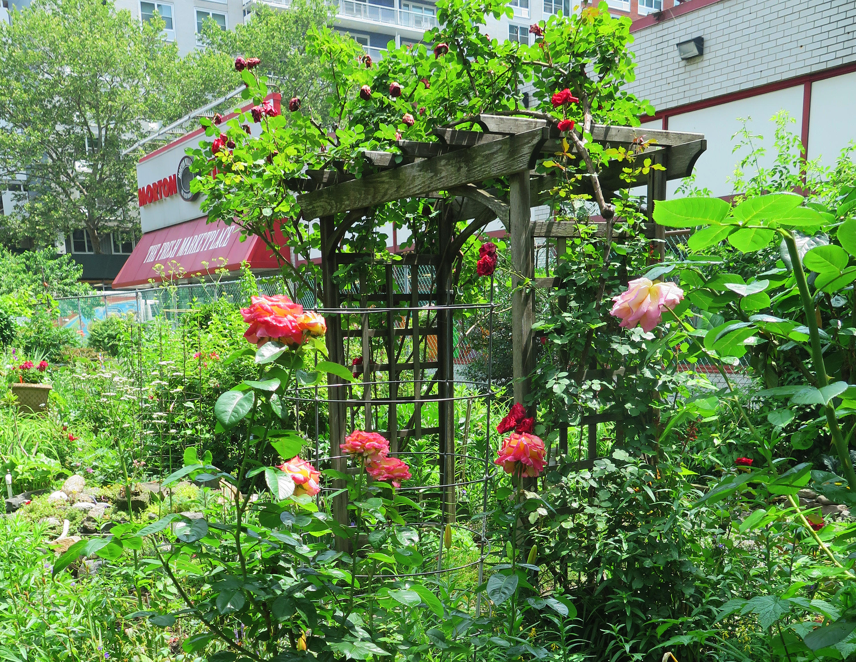Love & Peace Rosa