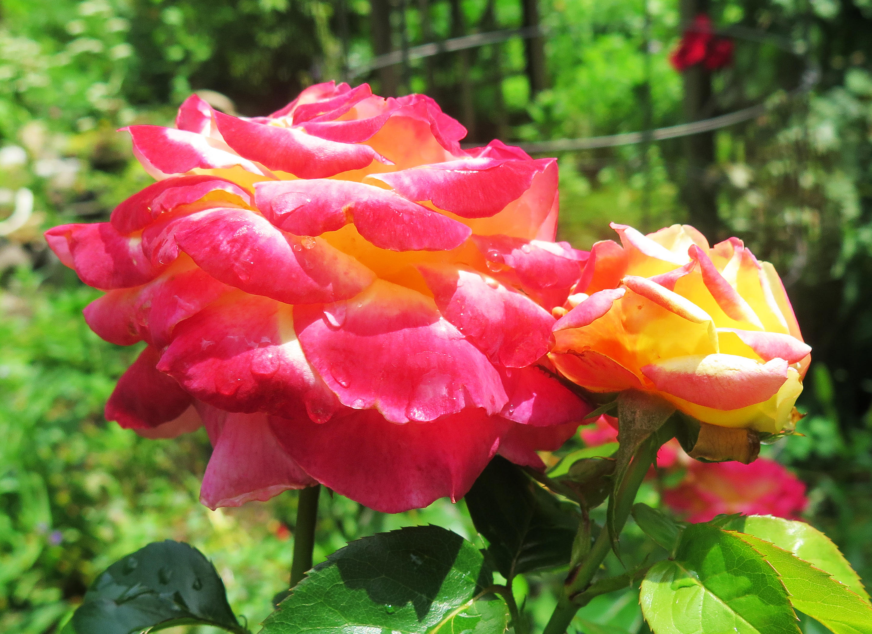 Love & Peace Rosa