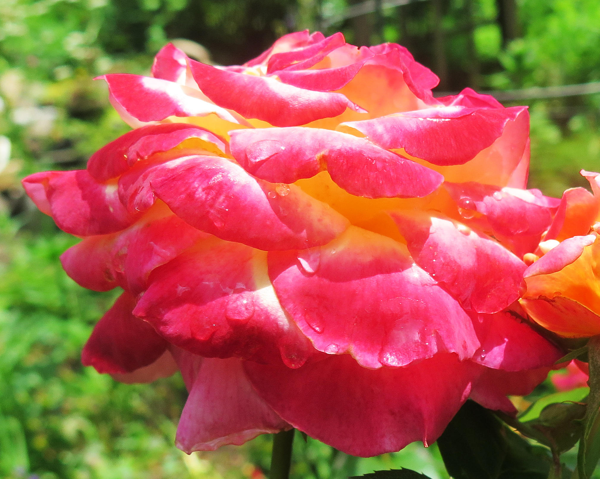 Love & Peace Rosa