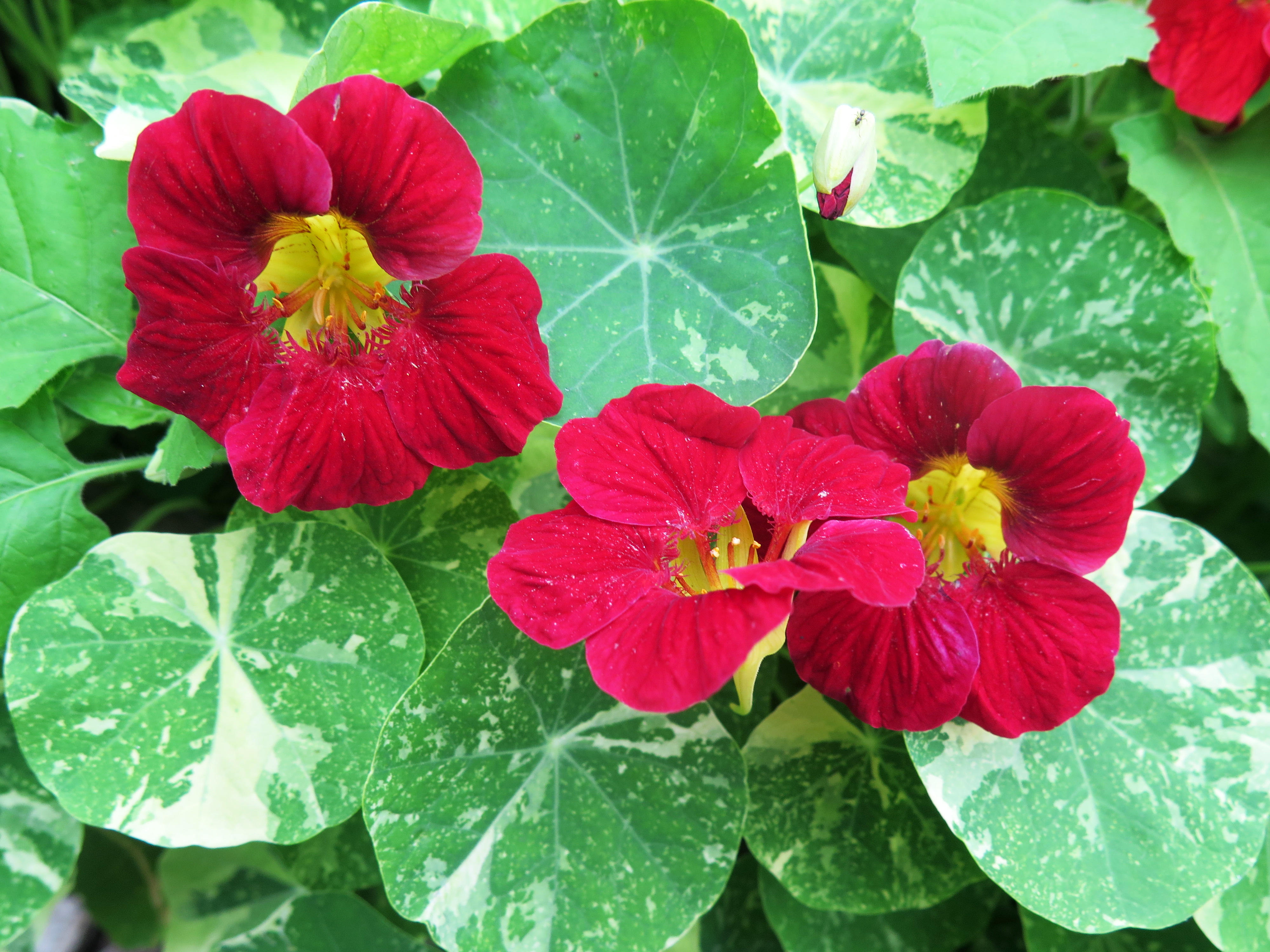 Variegated Nasturtium