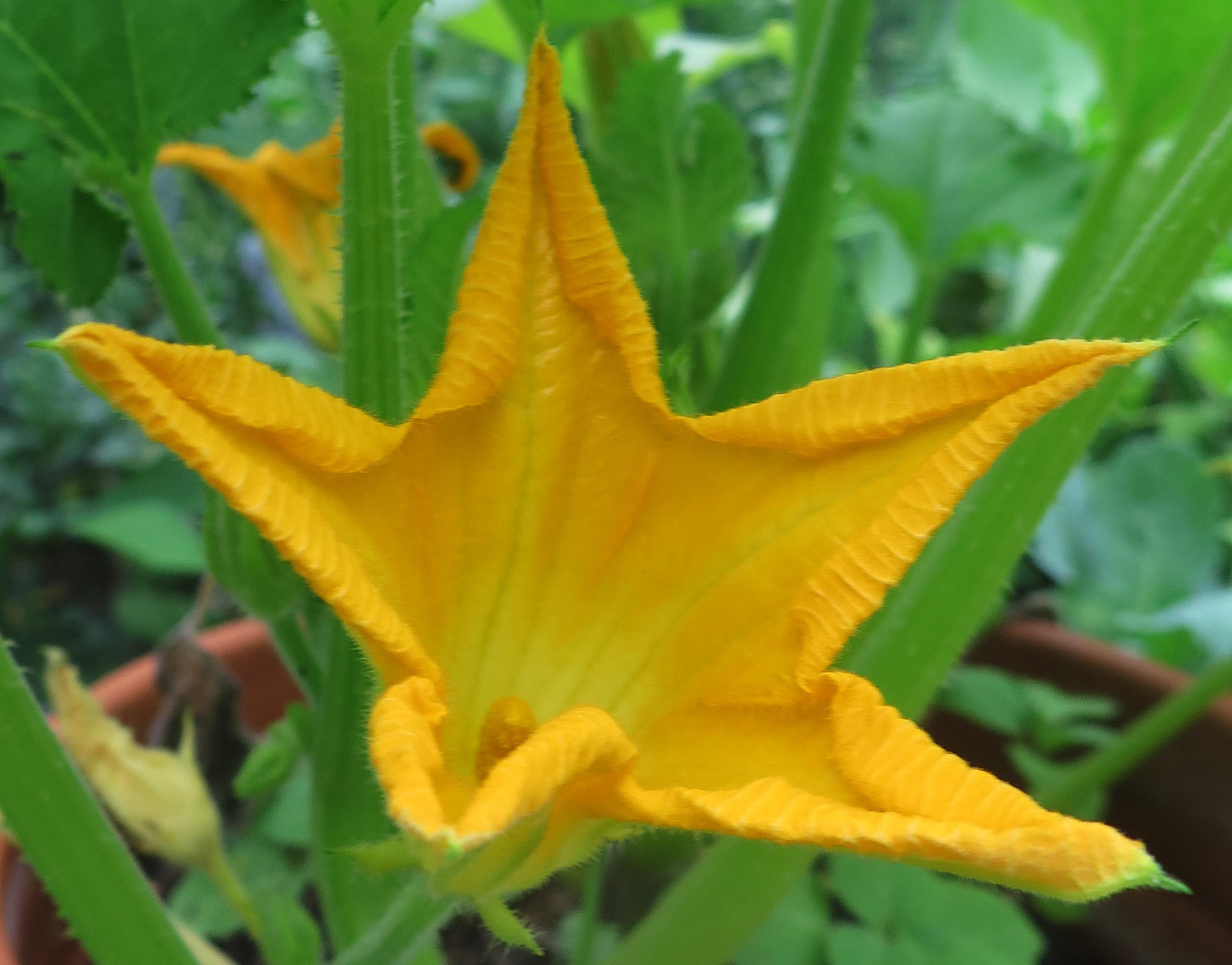 Squash Blossom