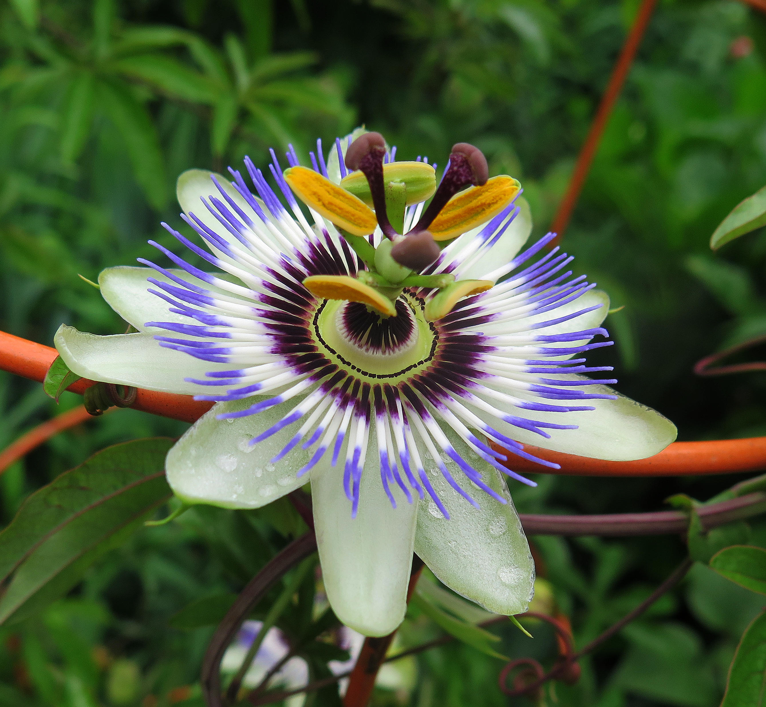 Passion Flower