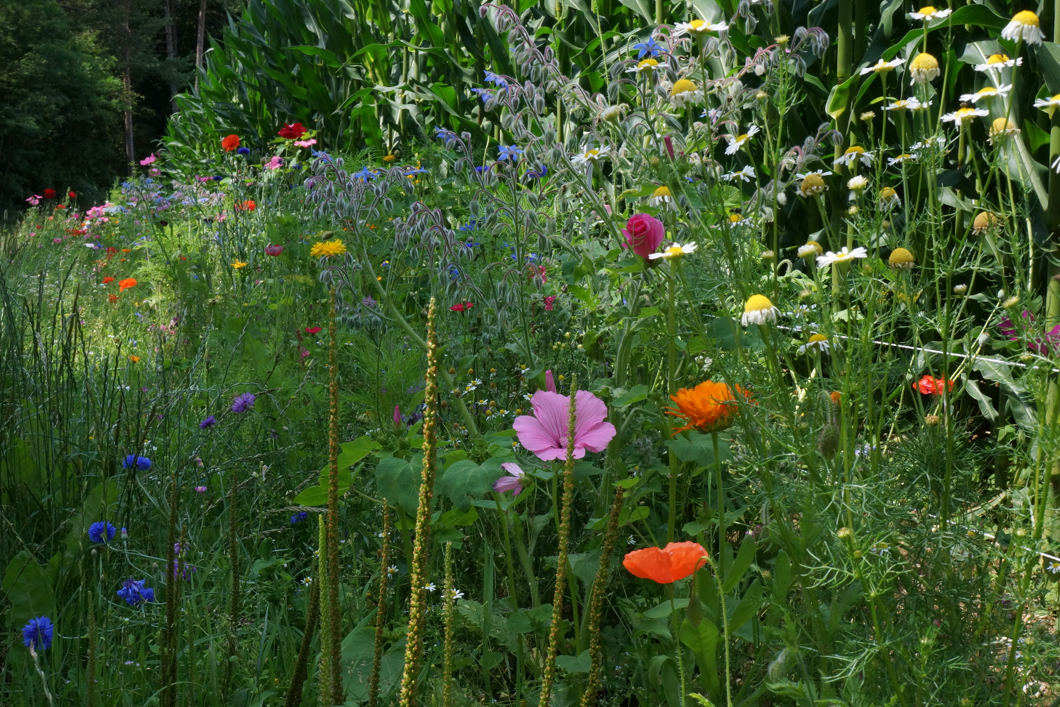 Wildflowers
