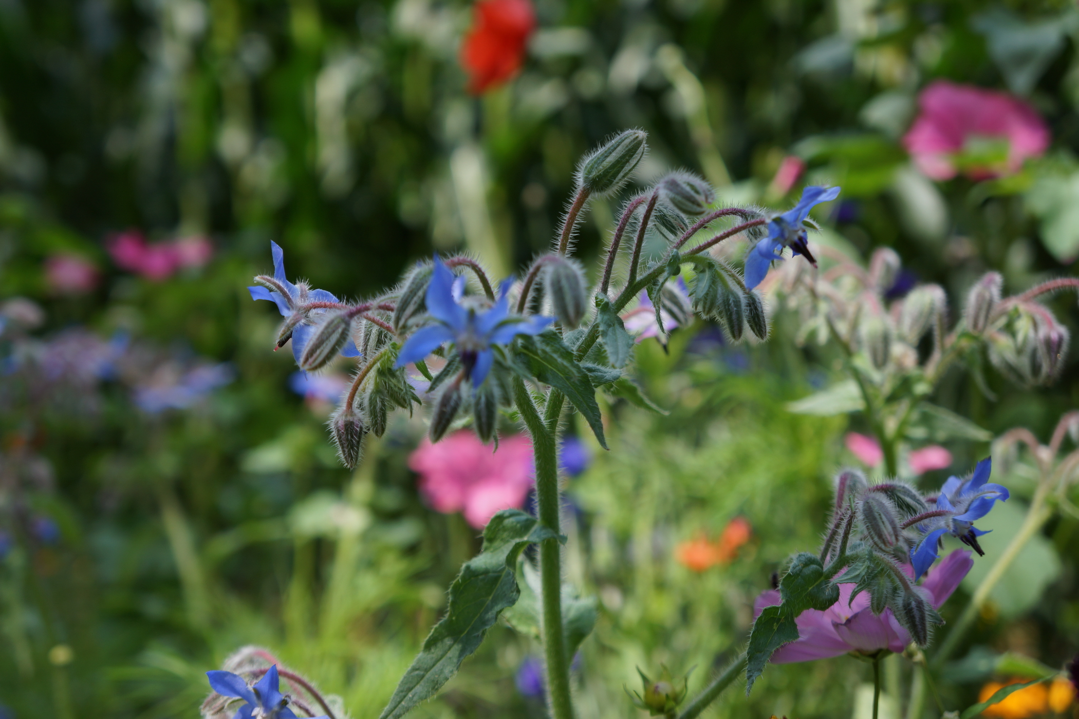 Wildflowers