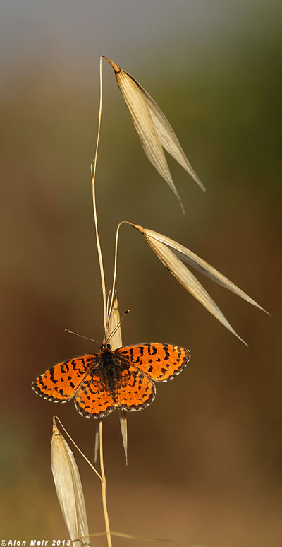 IMG_3559.jpg  Melitaea trivia