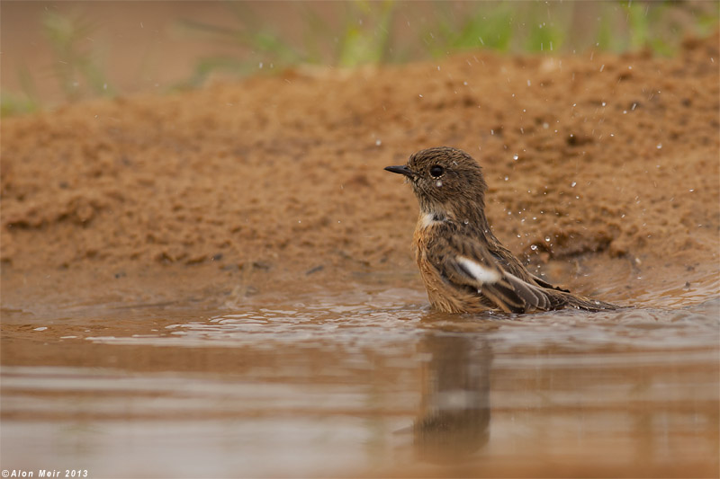 IMG_7686.jpg  Stonechat -Saxicola dacotiae