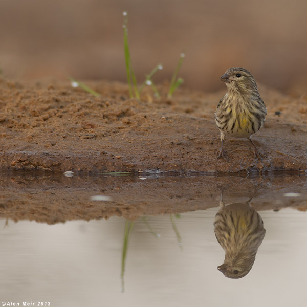 IMG_8166.jpg   European Serin  / Serinus serinus