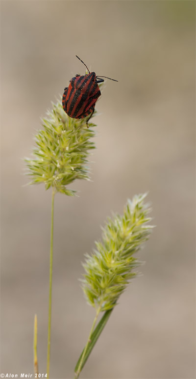 IMG_7878-2.jpg  Graphosoma lineatum