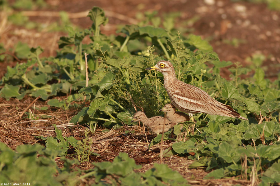 IMG_1880.jpg  Stone Curlew