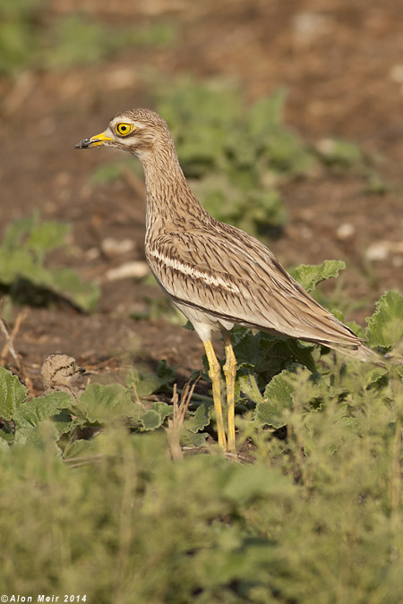 IMG_1887.jpg   Stone Curlew