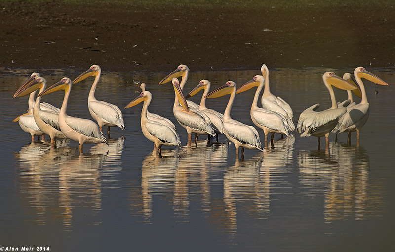 671A2343.jpg  white pelican