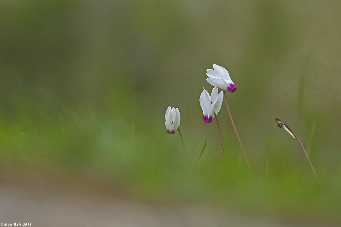 671A6400.jpg  Cyclamen persicum