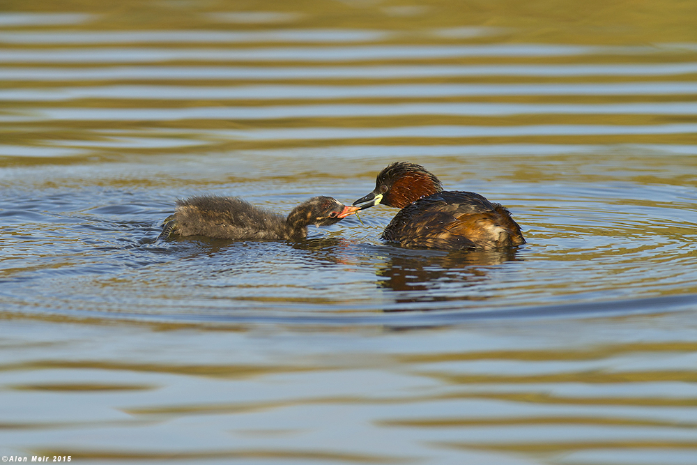 _O8R0147.jpg       tachybaptus ruficollis