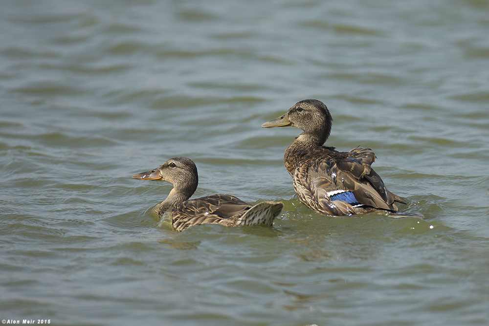 _O8R1004.jpg   Mallard Anas platyrhynchos