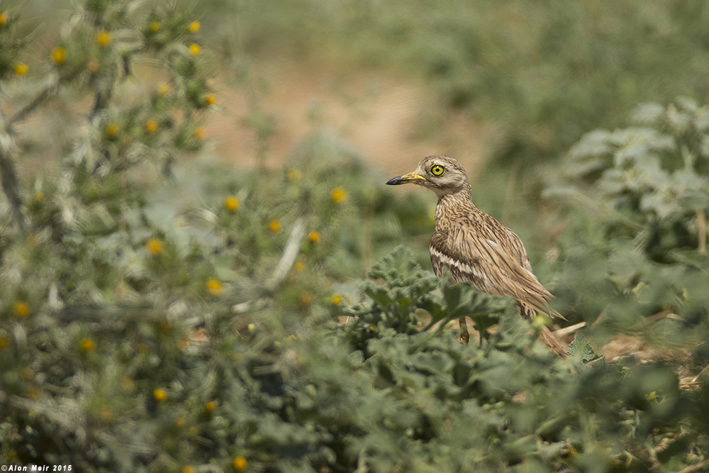 _O8R1055.jpg  Stone Curlew