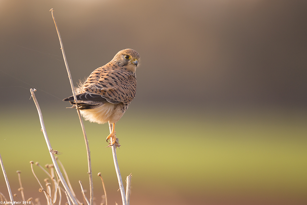 671A0968.jpg   Kestrel falco 