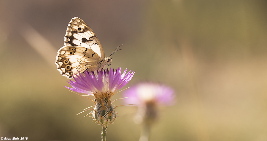 671A0197.jpg    Melanargia titea