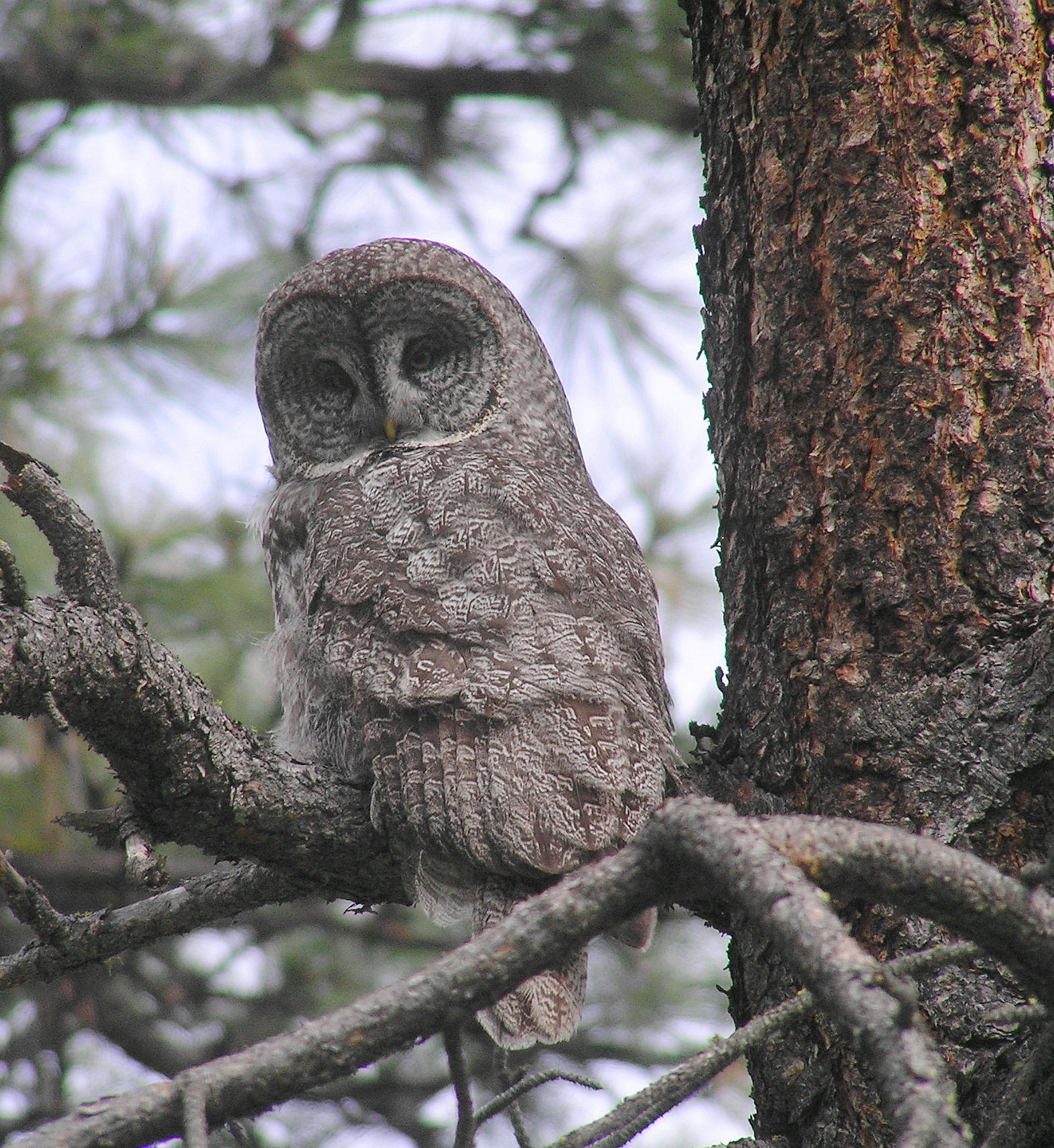 Great Gray Owl -- (Okanogan Co, WA)