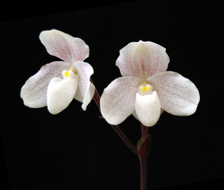 20132788   -  Paph.  Docter Jack  Mary Therese  AM/AOS  (80-points)   9-14-2013