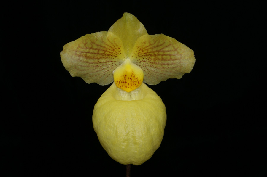 20132764  -  Paph. Fumis Delight   Jackye   AM/AOS  (81-points)  3-17-2013.jpg