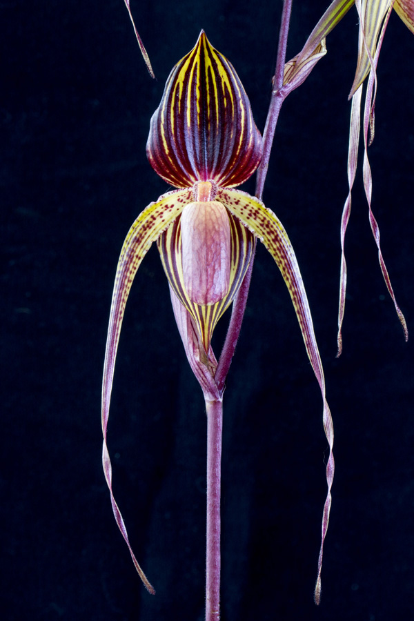 20132718  -  Paph. Mem. Gabriel Cayral  Danielle  AM/AOS  (83-points)  4-6-2013. close-upjpg