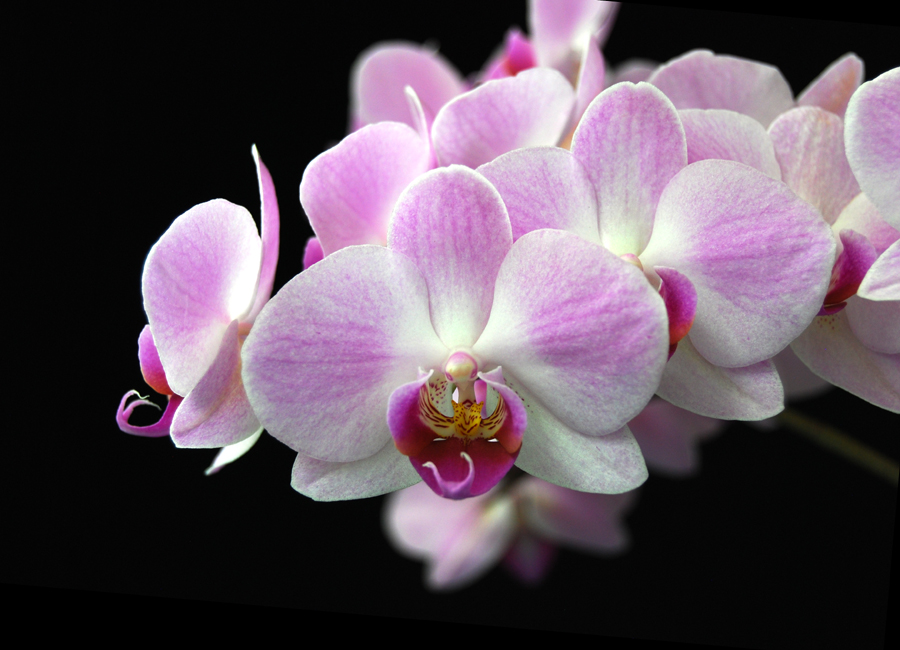 20142584   -  Phal.  Carmelas Trap  Charlies Pride  JC/AOS  3-1-2014  close-up