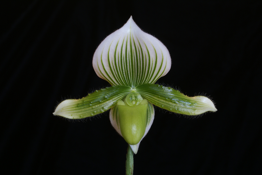 20142574  -  Paph. Janet Kunkle Marys Emerald AM/AOS (81-points)  3-15-2015  (Mary Kandis)