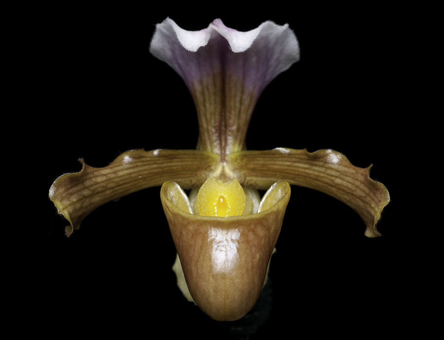 20142603  -   Paph.  vejautianum  Cheryls Joy  CBR/AOS  7-27-2014  (Cheryl Erins)  close-up a