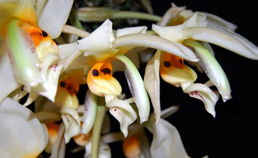 20152607  -  Stanhopea gibbosa Kathleen  AM/AOS (86-points)  9-12-2015  (William Rogerson) 