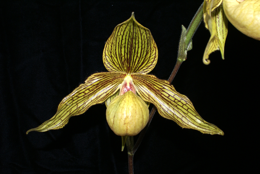 20152621  Paph. Harold Koopowitz  Malvey The Magnificent  AM/AOS (81-points)  10-17-2015  (Ken Malvey)