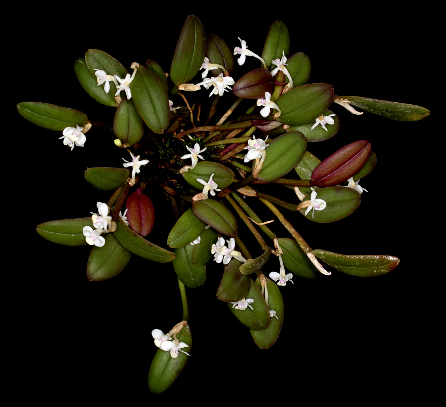 20152616  -   Dendrobium schuitemanii  Lindinha CCM/AOS  (81-points)  10-10-2015  (Steve Gonzales)