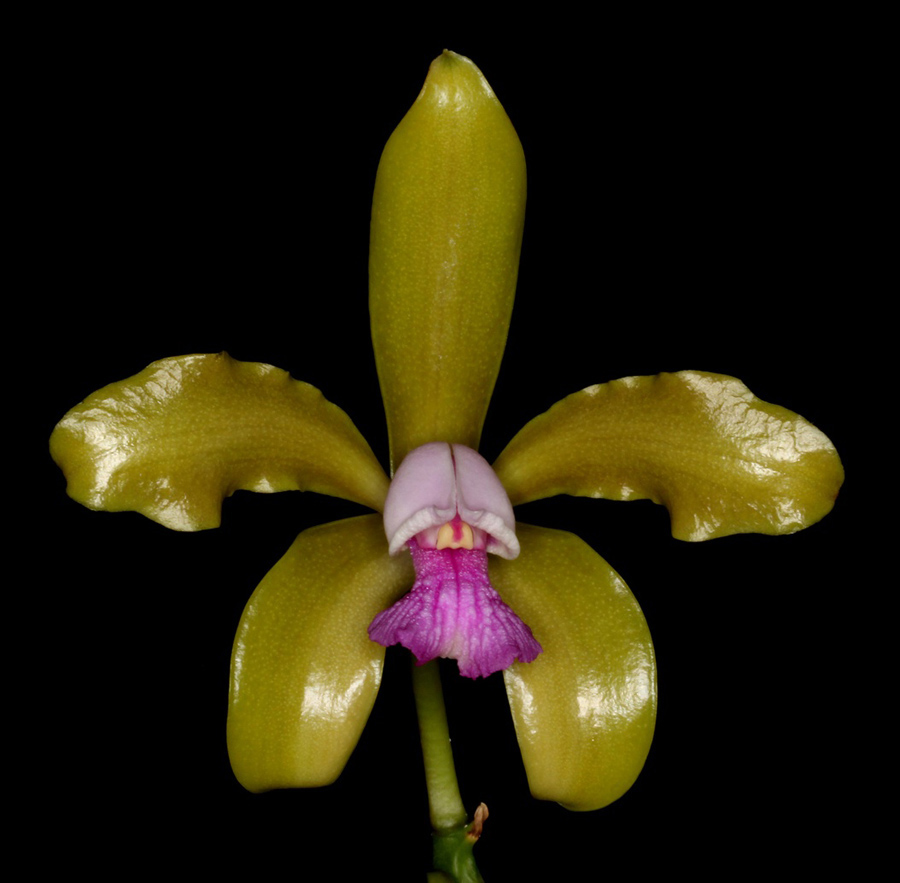 20162635  - Cattleya guttata  v.  munda  Kathleen II JC/AOS 10-8-2016   (William Rogerson)   