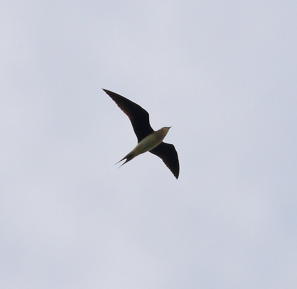 Black-winged Pratincole (Glareola nordmanni)
