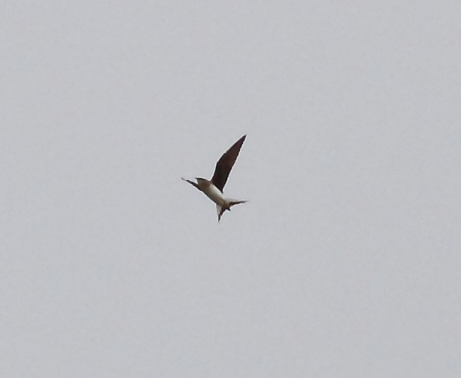 Black-winged Pratincole (Glareola nordmanni)