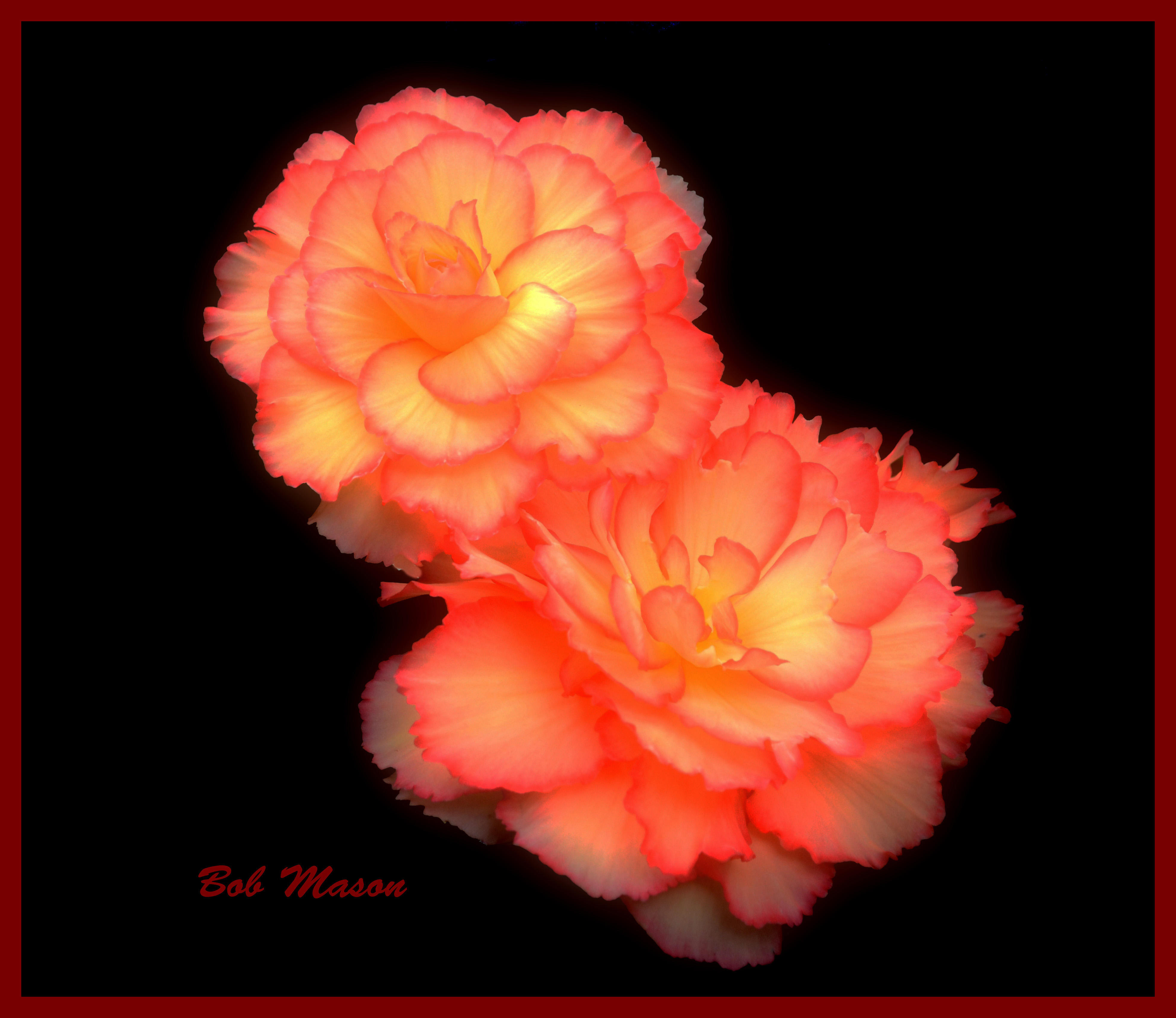 Begonias New Season..2014...17