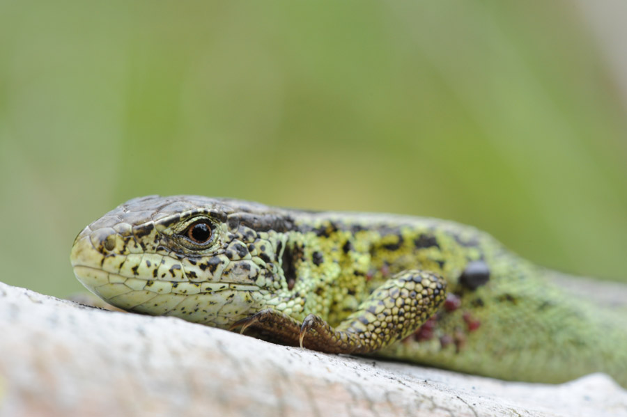 700_5685F zandhagedis (Lacerta agilis, Sand lizard).jpg