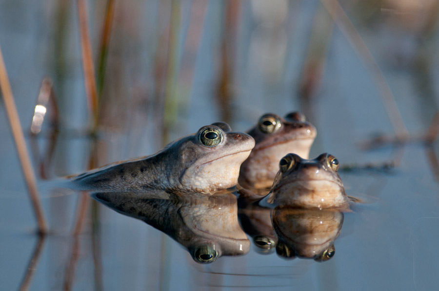 300_2816F heikikker (Rana arvalis, Moorfrog).jpg