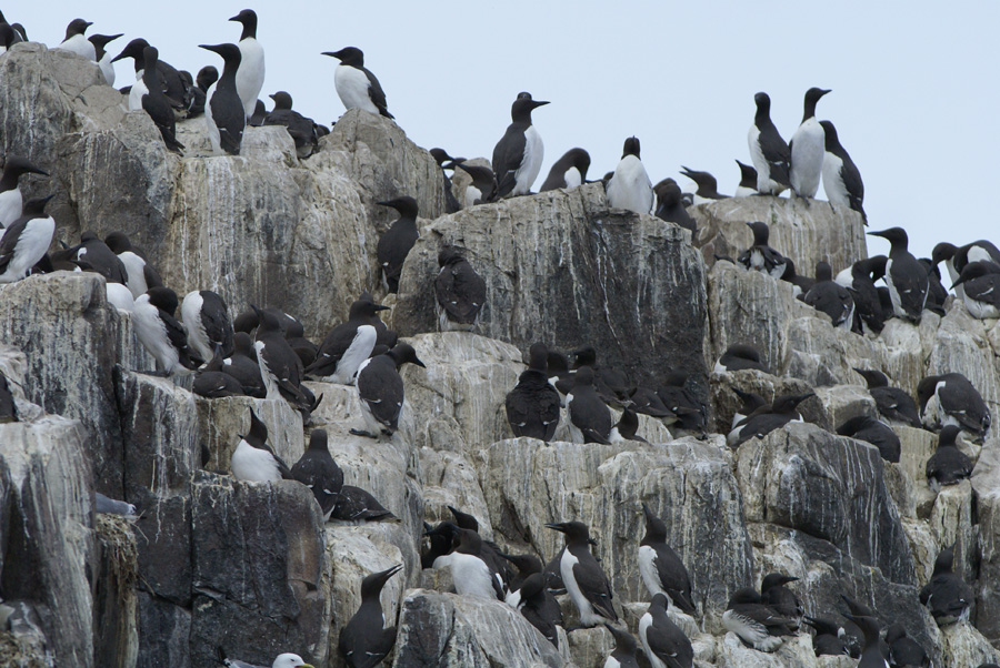 DSC09953F zeekoet (Uria aalge, Common murre).jpg