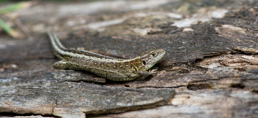 D4_5866F zandhagedis (Lacerta agilis, Sand lizard).jpg
