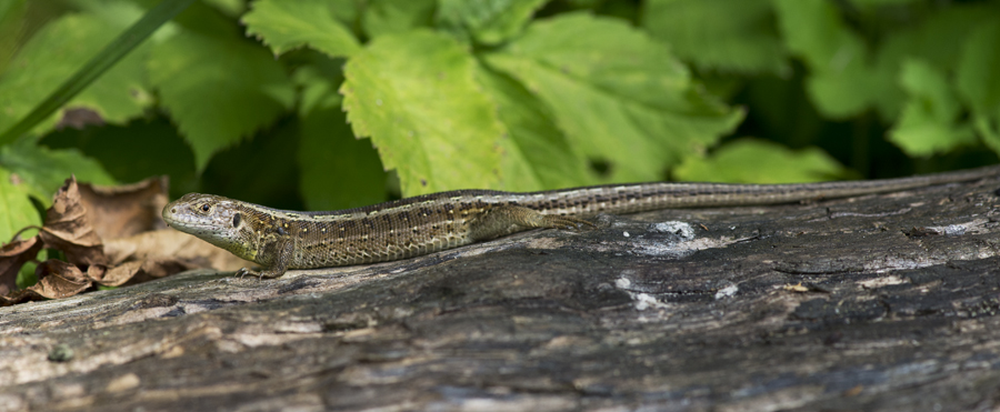 D4_5917F zandhagedis (Lacerta agilis, Sand lizard).jpg